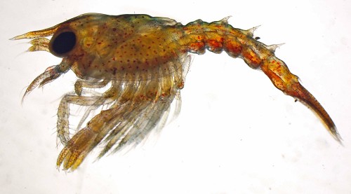 Homarus gammarus stage I